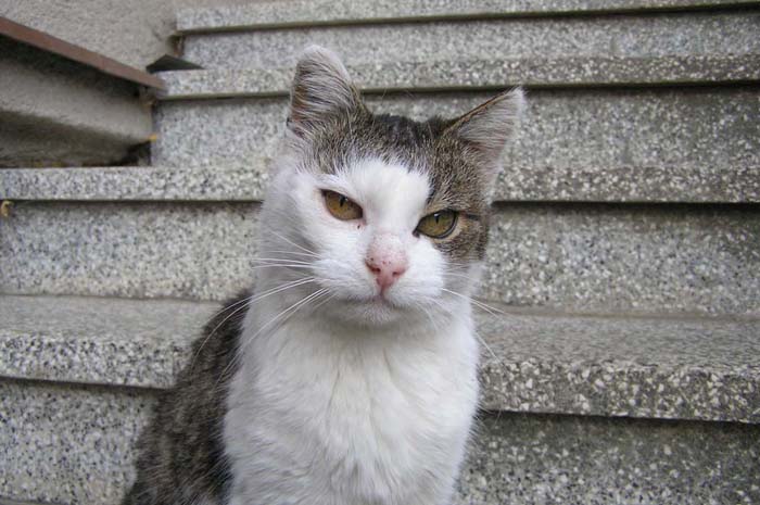číča