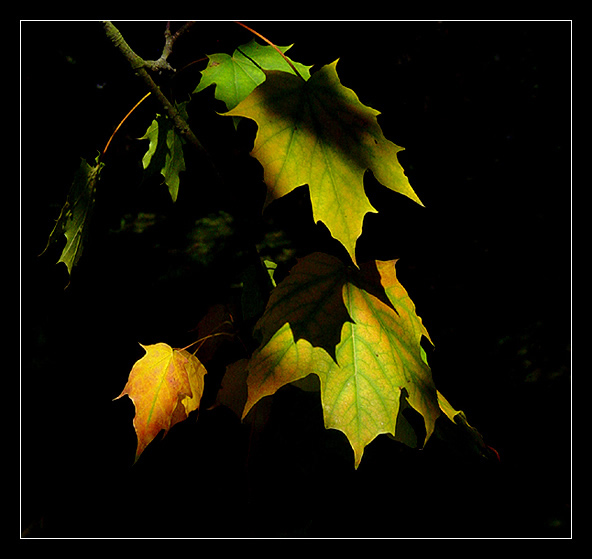 Lights from the Darkness