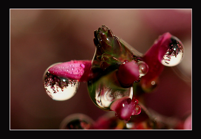..ranni rosa..