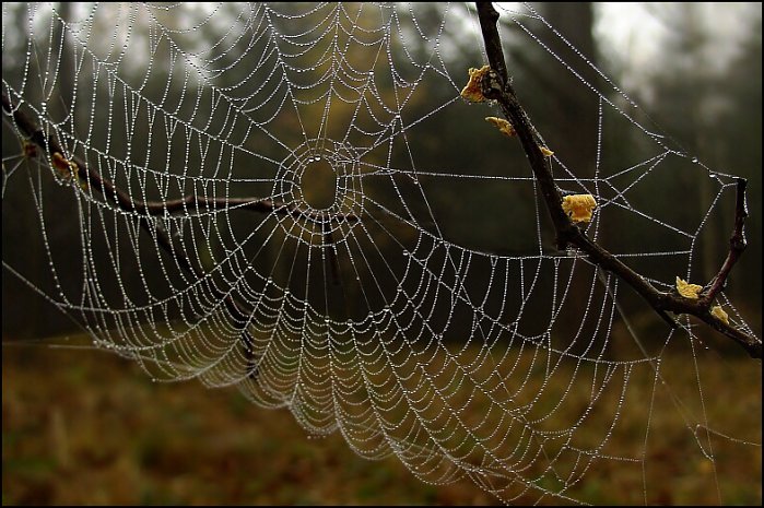 *** Polapená ranní mlha ***
