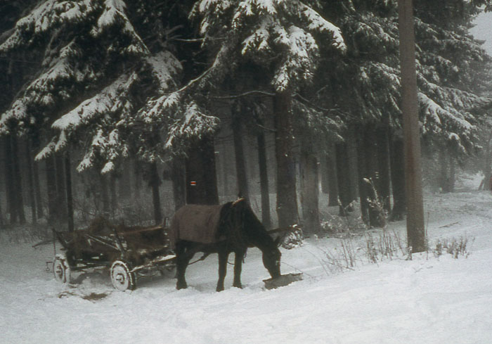 Šumava