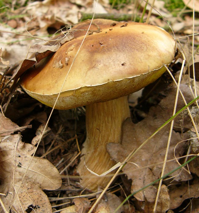 .:houbička:.