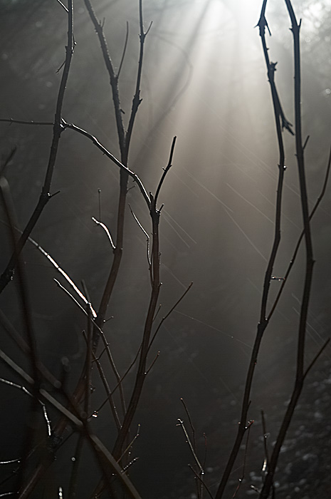 --Rising Bush--