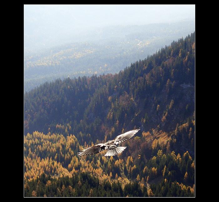 Z ptačí perspektivy