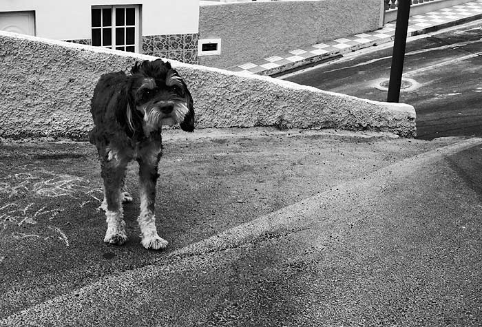 canis - strážce Tenerife