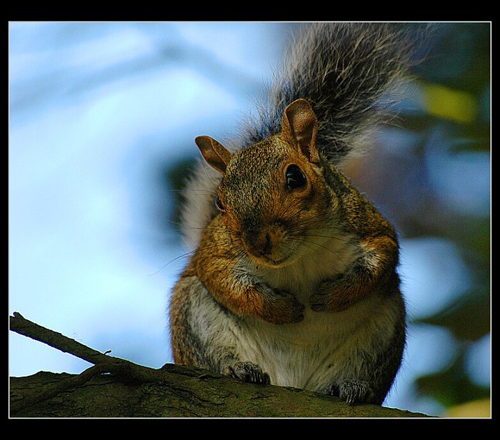 Squirrel 2 aneb Proboha co to zase delas ?!?!?