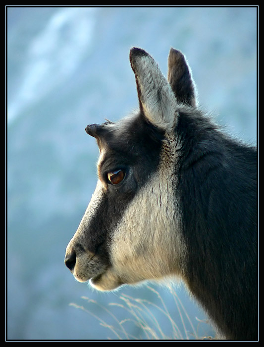 ...portret...