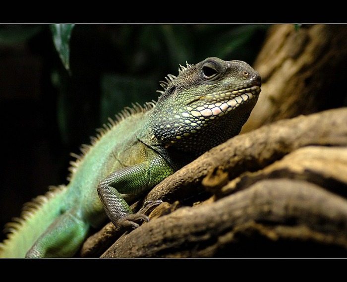 ..zoo II..