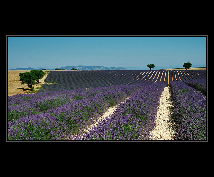 Levandulová Provence II.