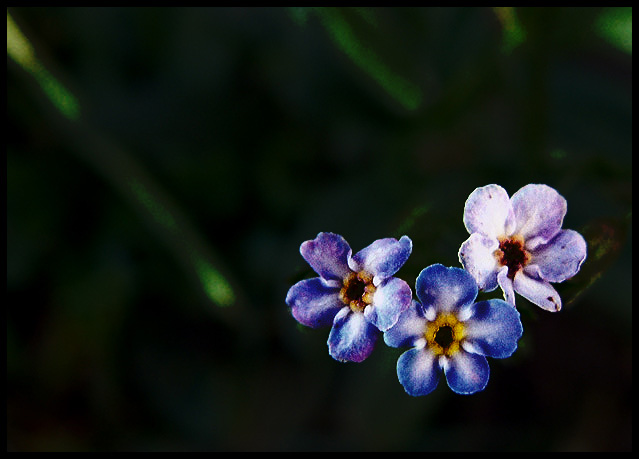 triplets