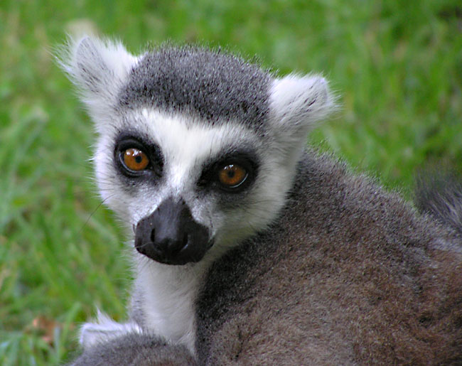 Lemur