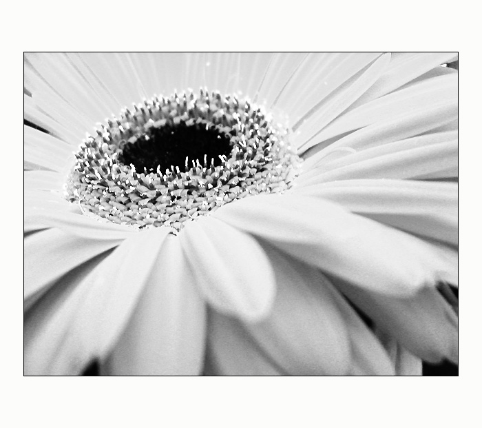 :: narozeninová III ::