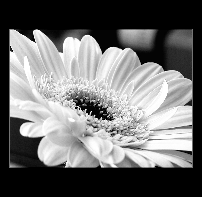 :: narozeninová IV ::