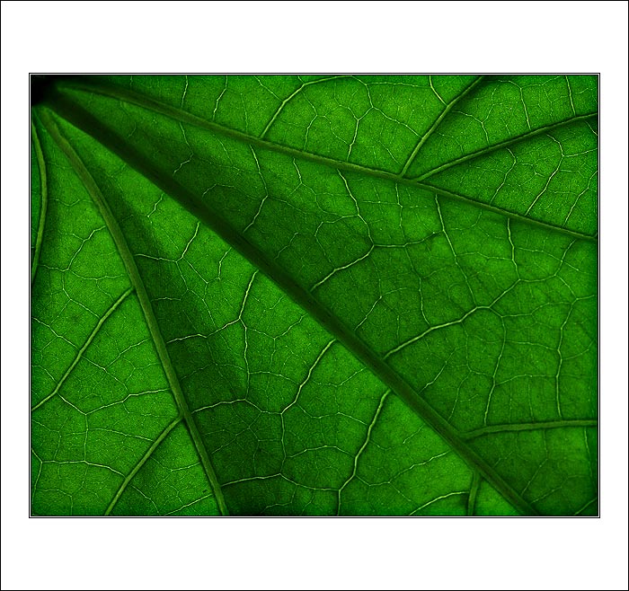 :: žíly života IV ::