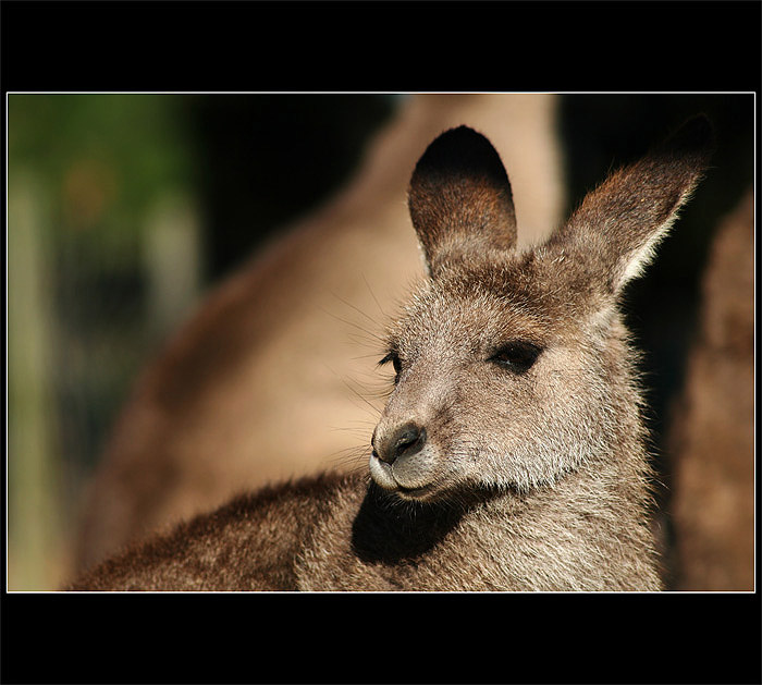 Skippy
