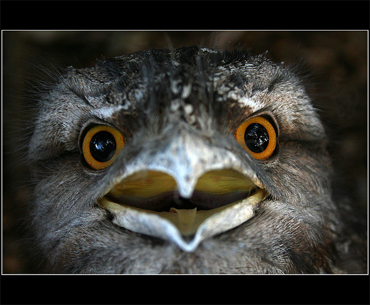 Frogmouth II.