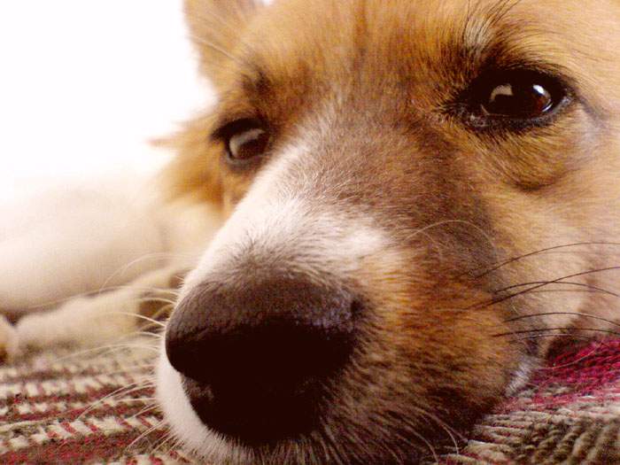 Lila I