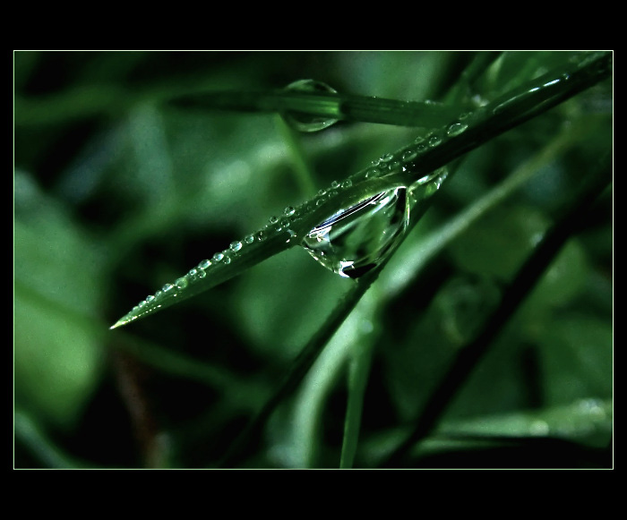 KAPKA MEZI STÉBLY...
