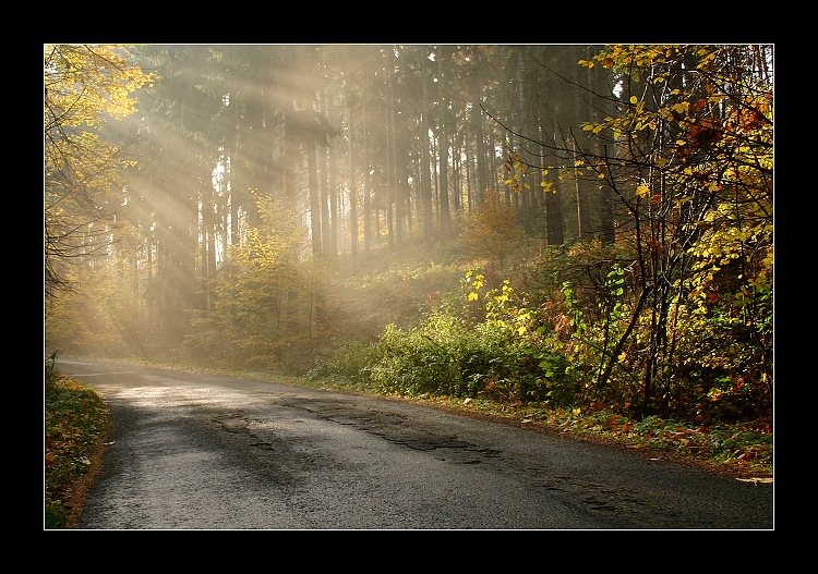 .:barevným lesem:.