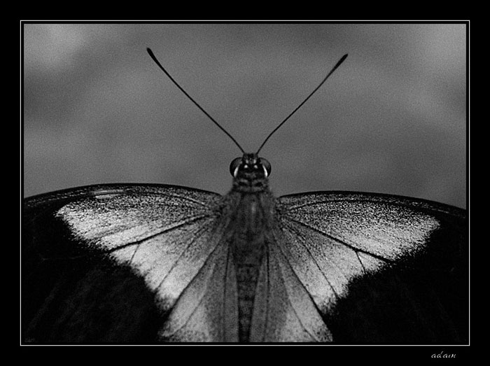 ..:::butterfly in black (...and white):::..\'Papilio peranthus\'