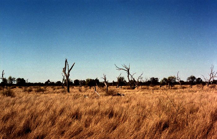 =australis=