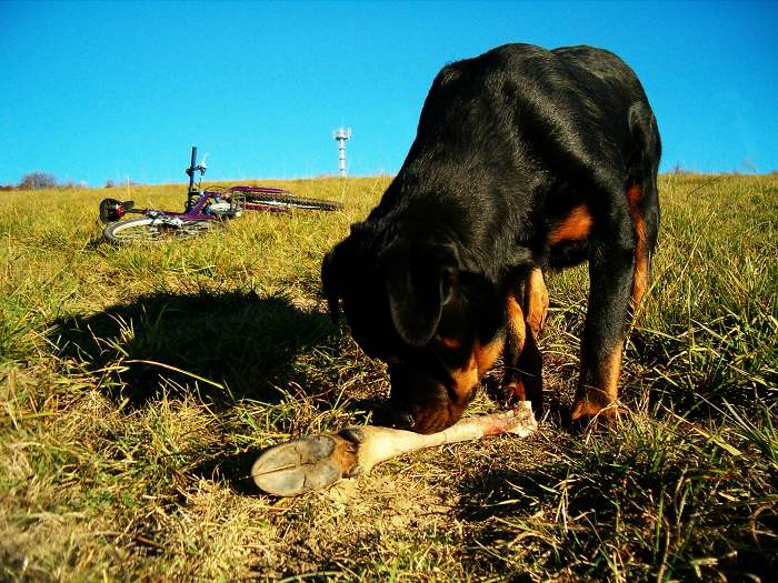 že vraj Červená Karkulka...