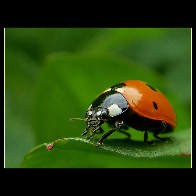 LADYBIRD