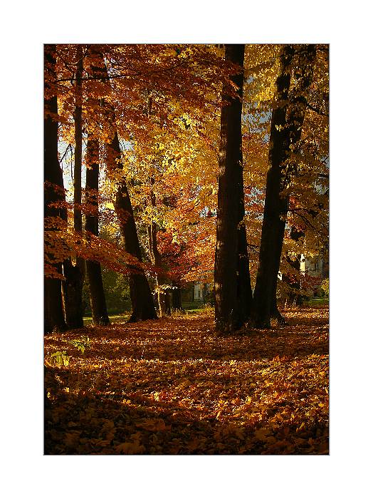 Zámecký park
