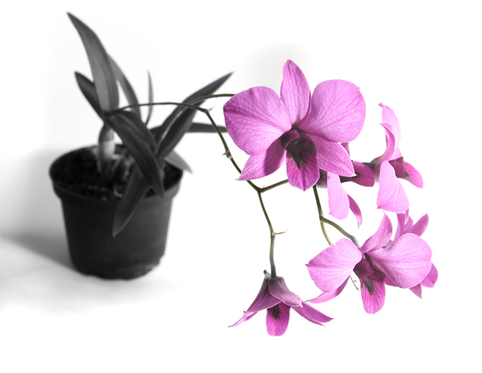 <b>wild orchid</b>