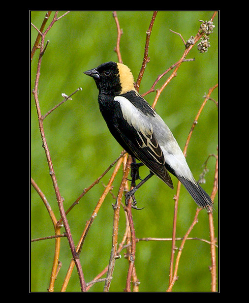 vlhovec rýžový (Dolichonyx oryzivorus)