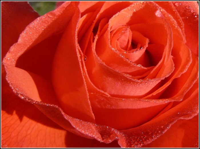 ...rose...