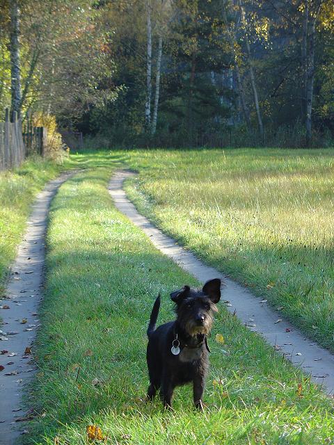 Dedko na prechádzke