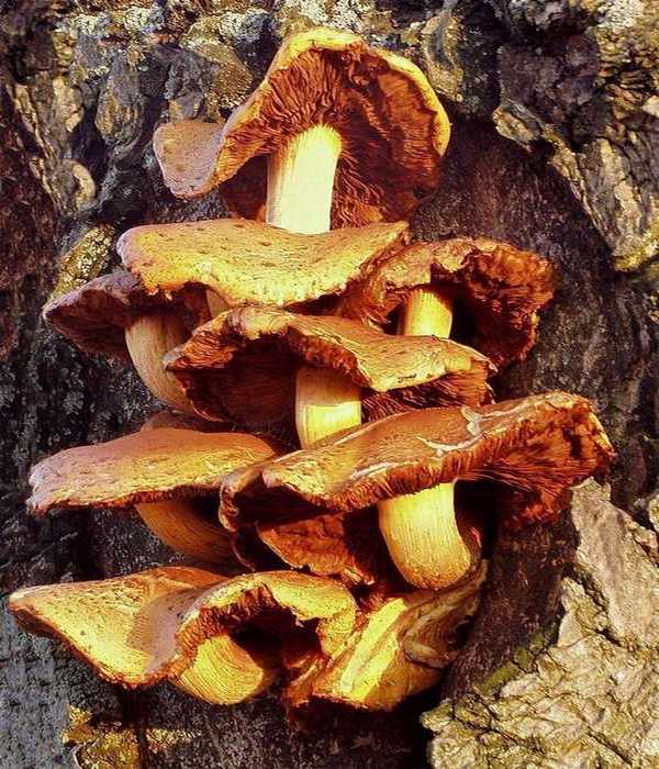 houby na kmeni jabloně