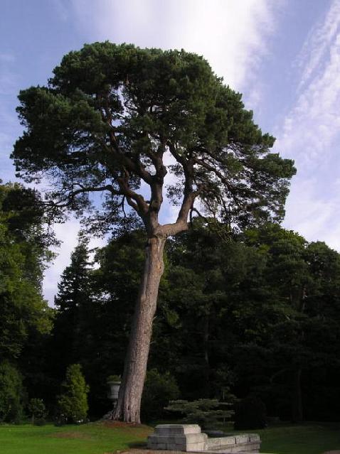 ...jednoduše STROM...