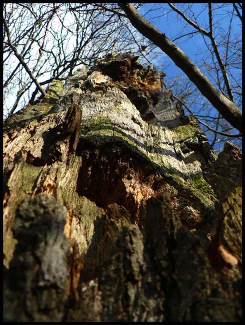 umírání