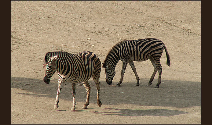 Na safari?