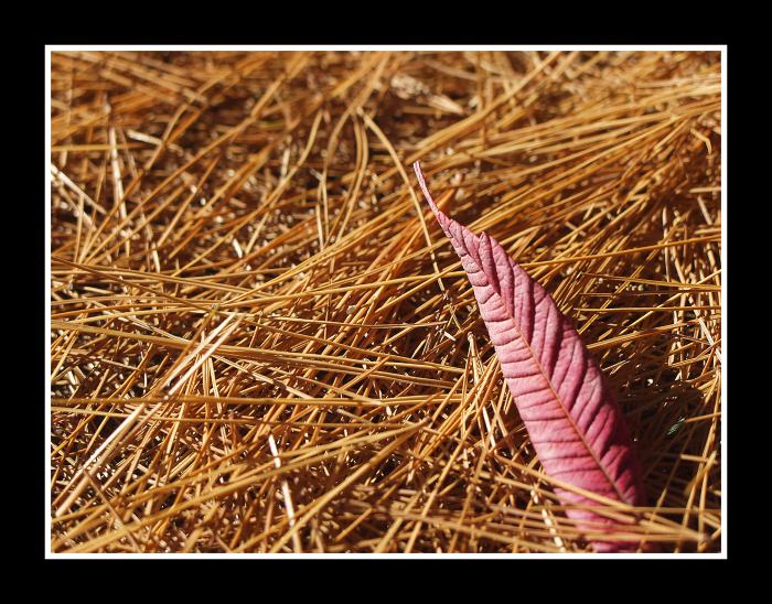 podzimní wallpaper