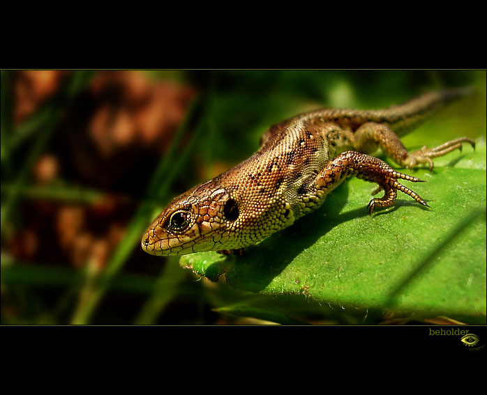 reptile