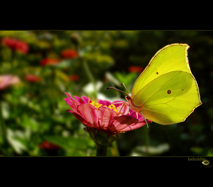 in the garden