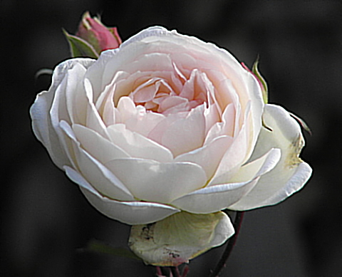 Listopadova