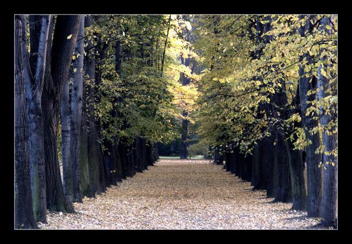 podzimní stromořadí