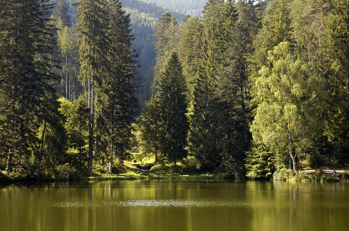 zelená krajina