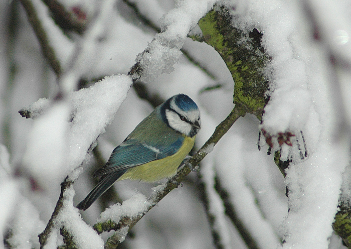 Zimní svět 1 - Sýkora modřinka