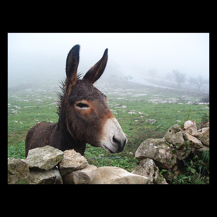 |Portuguese Donkey|