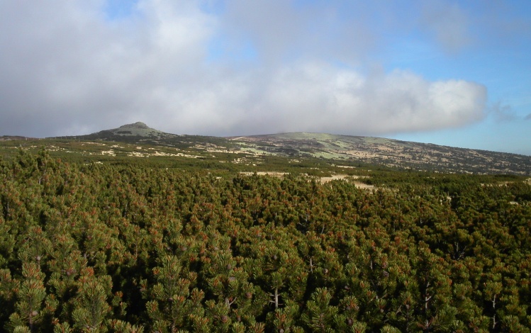 Krkonoše-Violík
