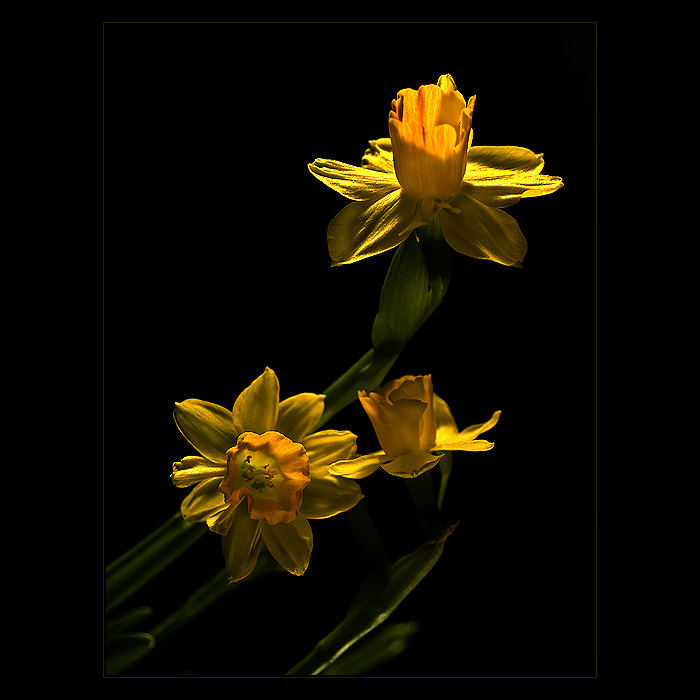 ***NARCIS***