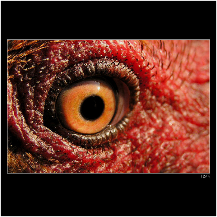 *** oko velkeho bratra? ***