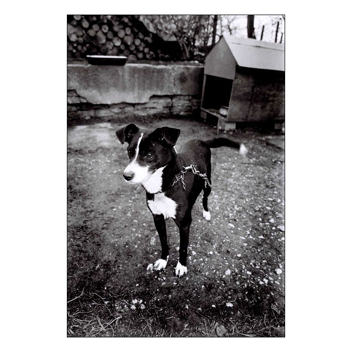 monty