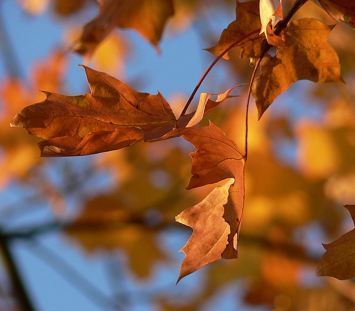 Kamarádi do seště :o)