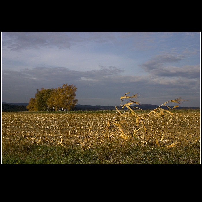 z kukuřice